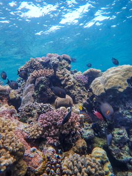 Explore the vibrant life of a coral reef ecosystem, teeming with colorful sea life and diverse corals.