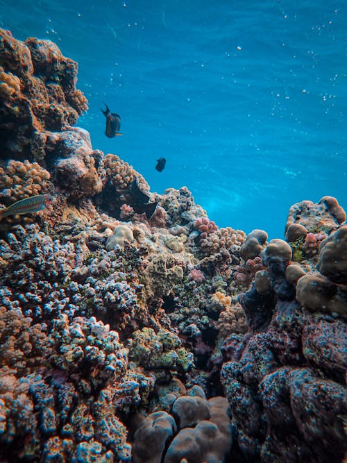 Beauty Coral Reef and Fishes
