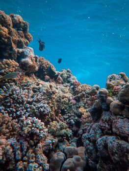 Explore the vibrant and diverse coral reef teeming with colorful marine life.