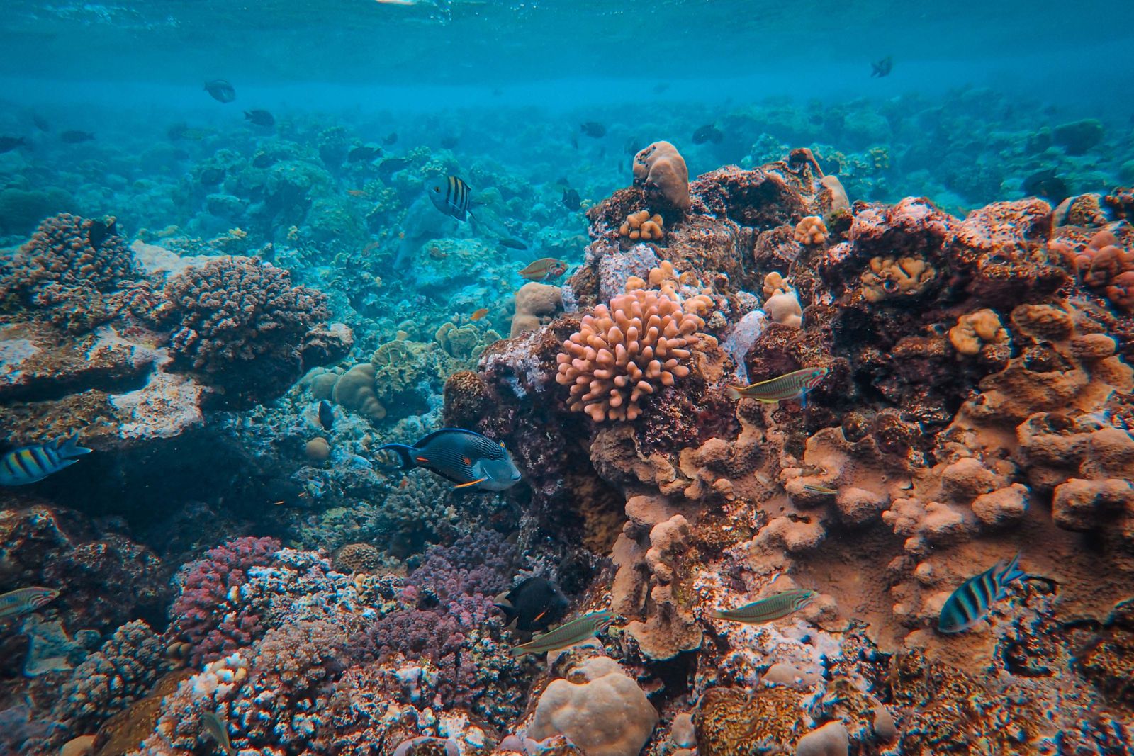 Where to Stay on the Great Barrier Reef (2026): Cairns, Port Douglas, Hayman, Lizard