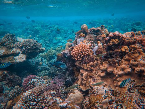 Small-boat reef dive with marine biologist — Great Barrier Reef