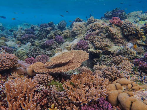 Underwater Coral Landscape