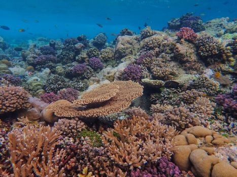 Colorful underwater coral reef teeming with diverse marine life in a pristine ocean environment.