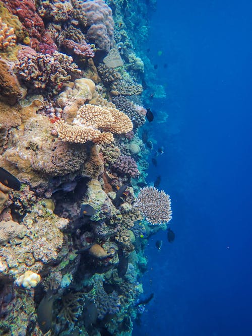 Foto d'estoc gratuïta de coral, escull, la vida marina