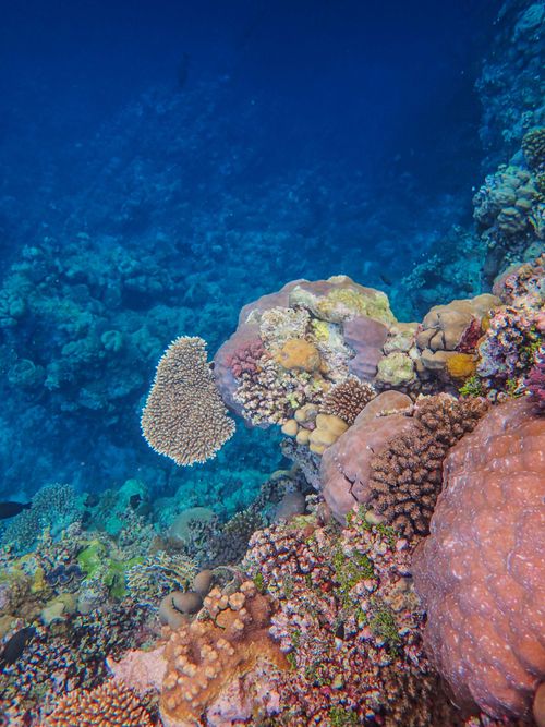 Free Colorful coral reef thriving underwater, showcasing diverse marine life. Stock Photo