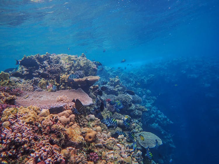 Undersea View Of A Coral Reef And A School Of Striped Fish