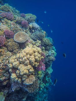 Explore the colorful diversity of an underwater coral reef teeming with marine life.