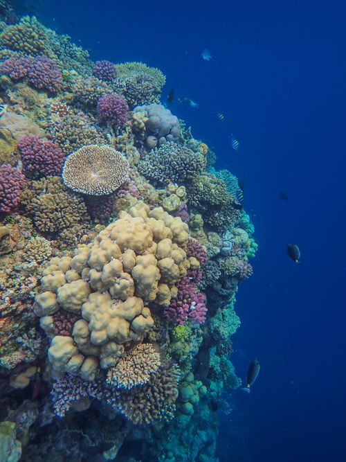 Free Explore the colorful diversity of an underwater coral reef teeming with marine life. Stock Photo