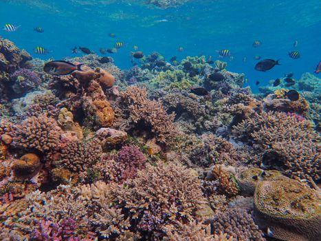 Explore the rich biodiversity of a vibrant coral reef bustling with tropical fish and marine life.