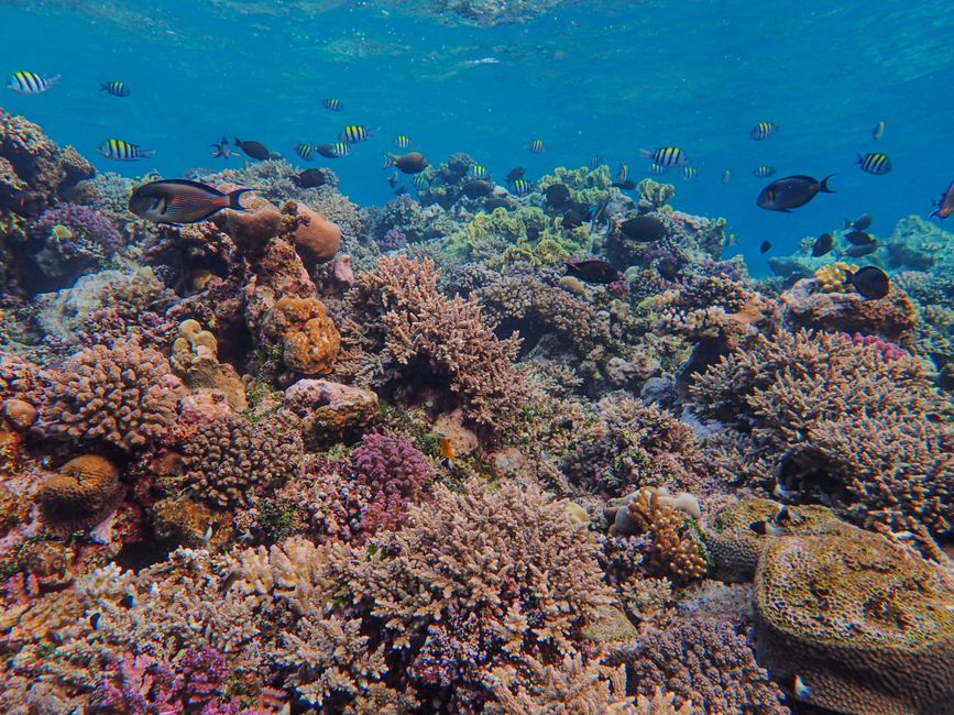 Explore the rich biodiversity of a vibrant coral reef bustling with tropical fish and marine life.