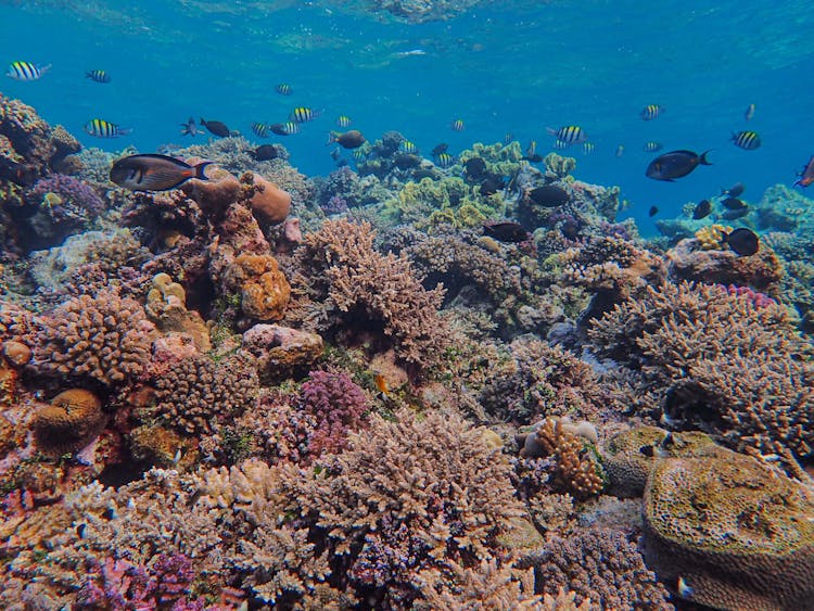 Undersea View Of Striped Fish Swimming Over A Coral Reef