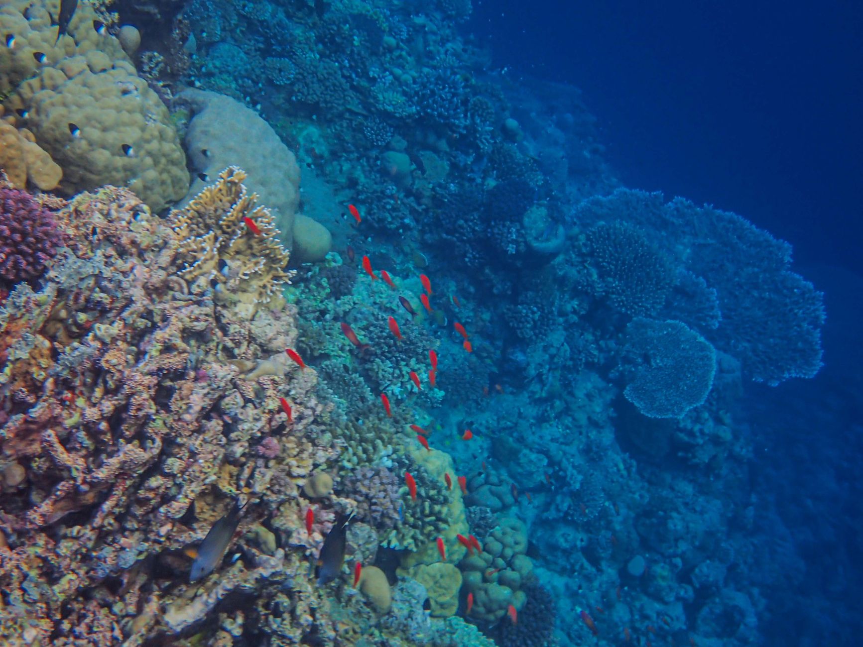 aqaba jordan red sea coral reef diving snorkeling underwater fish tropical