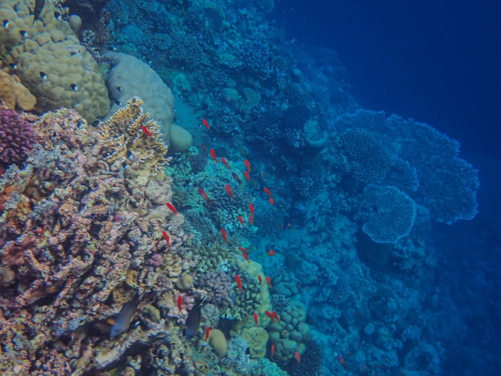 Free Colorful coral reef teeming with red fish in a vibrant underwater ecosystem. Stock Photo