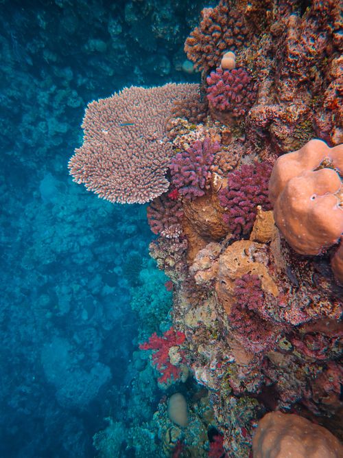 Free Explore the vibrant colors and biodiversity of a thriving coral reef underwater. Stock Photo
