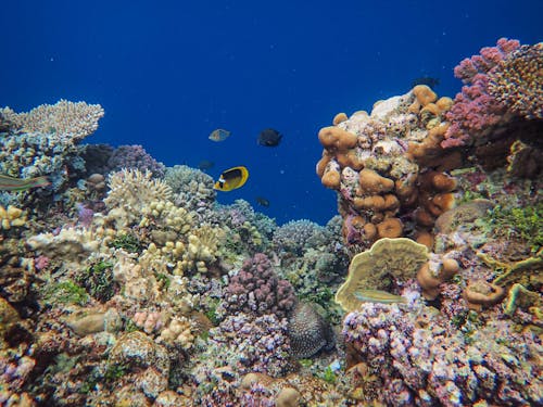 Multi Colored Coral Reef