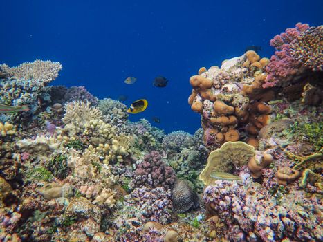 Colorful coral reef teeming with diverse sea life in the ocean.