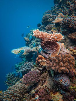 Colorful coral reef teeming with marine life including tropical fish in an underwater ecosystem.