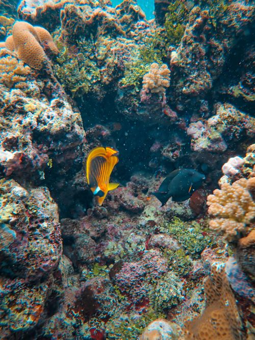 Free Colorful coral reef scene featuring vibrant marine life, showcasing the beauty of underwater ecosystems. Stock Photo