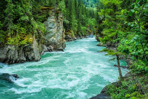 Fiume Tra Albero A Foglie Verdi