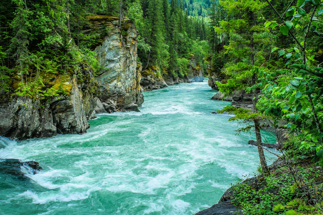 Rivier Tussen Groenbladige Boom