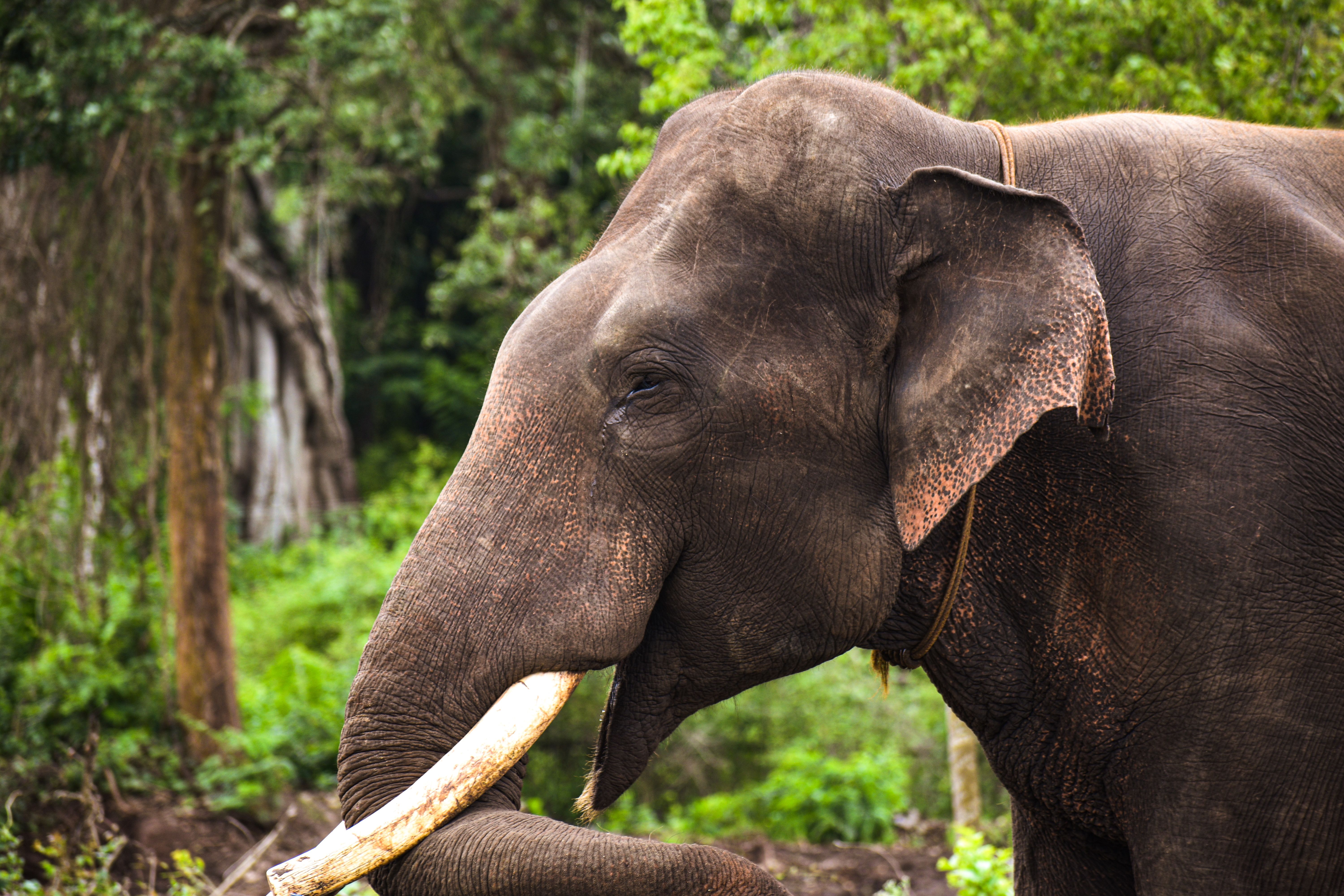 Dubare Elephant Camp Timings Today