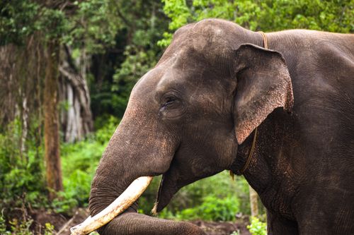 Free Close-up of an Asian elephant in lush greenery of Madikeri, India. Stock Photo