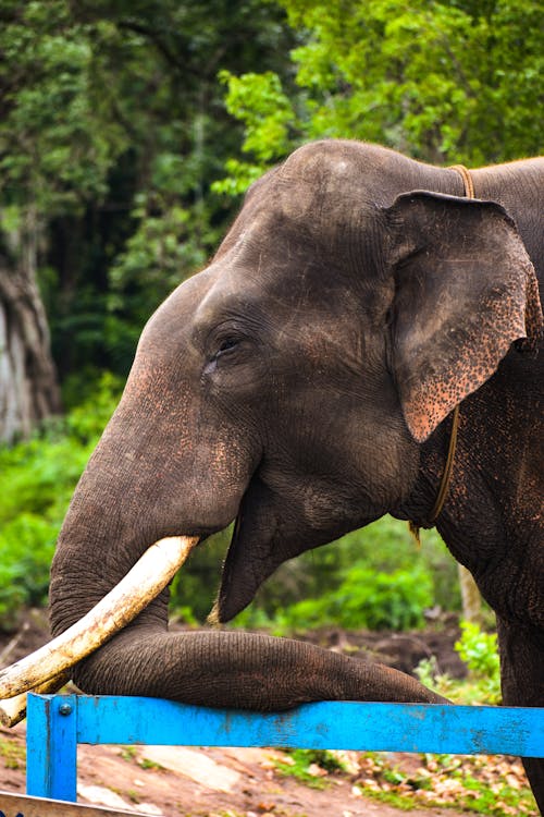 Imagine de stoc gratuită din cap, elefant, fotografie cu animale sălbatice