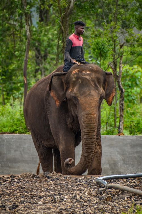 Free A man rides an elephant in the green forests of Madikeri, India, surrounded by nature. Stock Photo