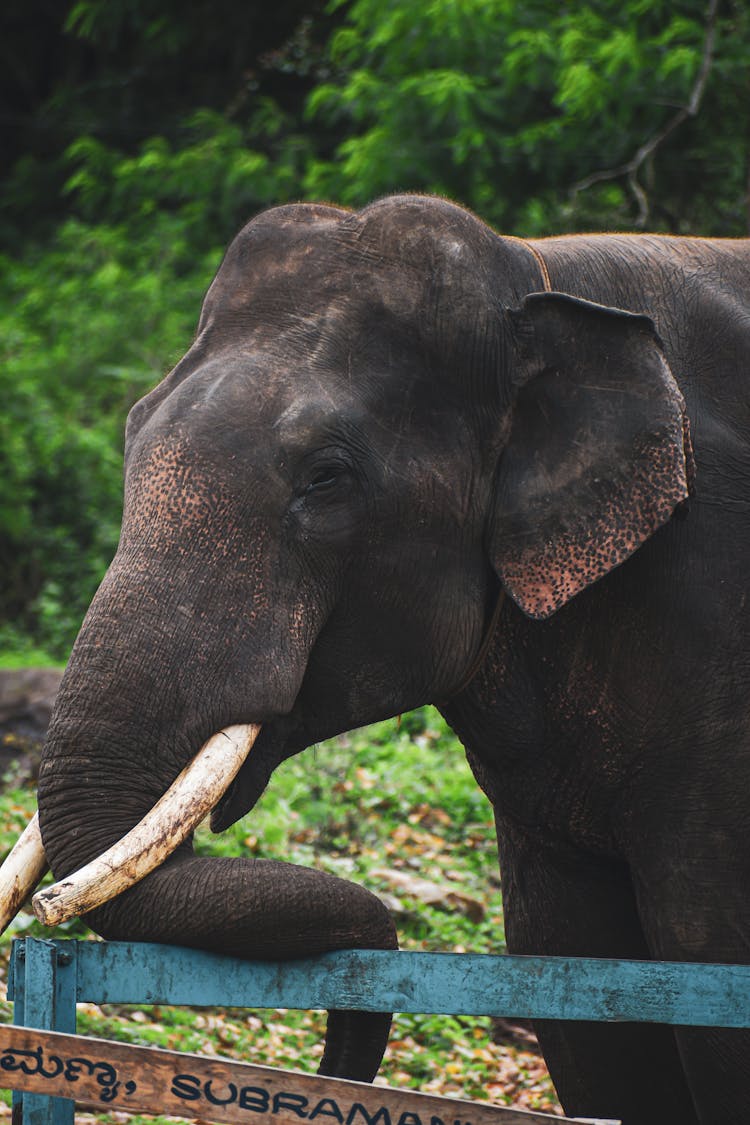 Elephant Behind Fence