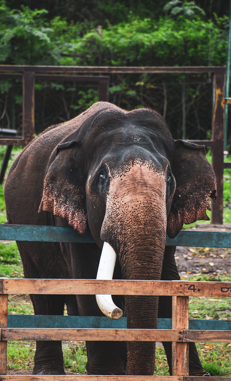 Elephant Behind Fence