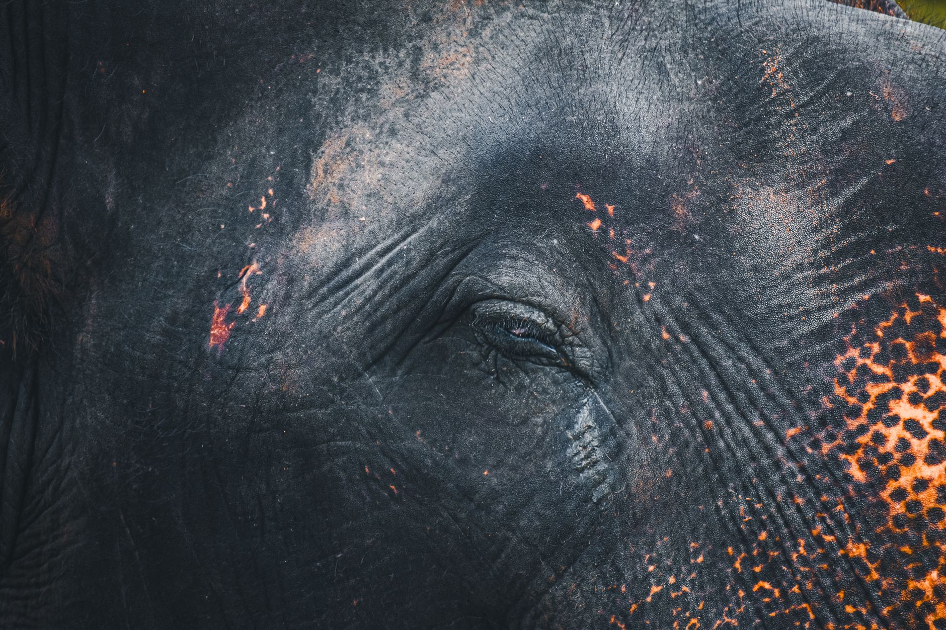 Dubare Elephant Camp Opening Time and Visitor Guide