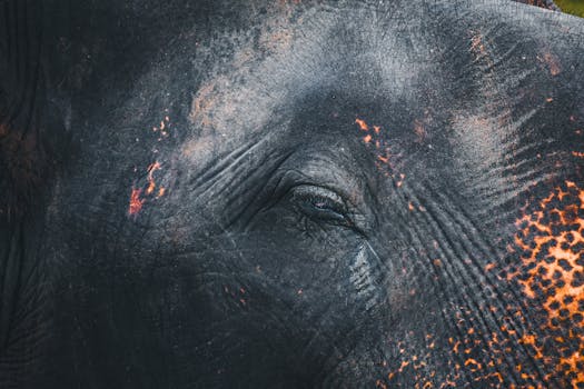 Detailed close-up of an elephant's eye displaying beautiful textures and colors in Madikeri, India.