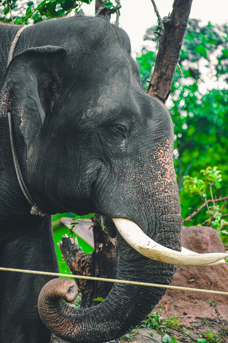 An Elephant In A Zoo