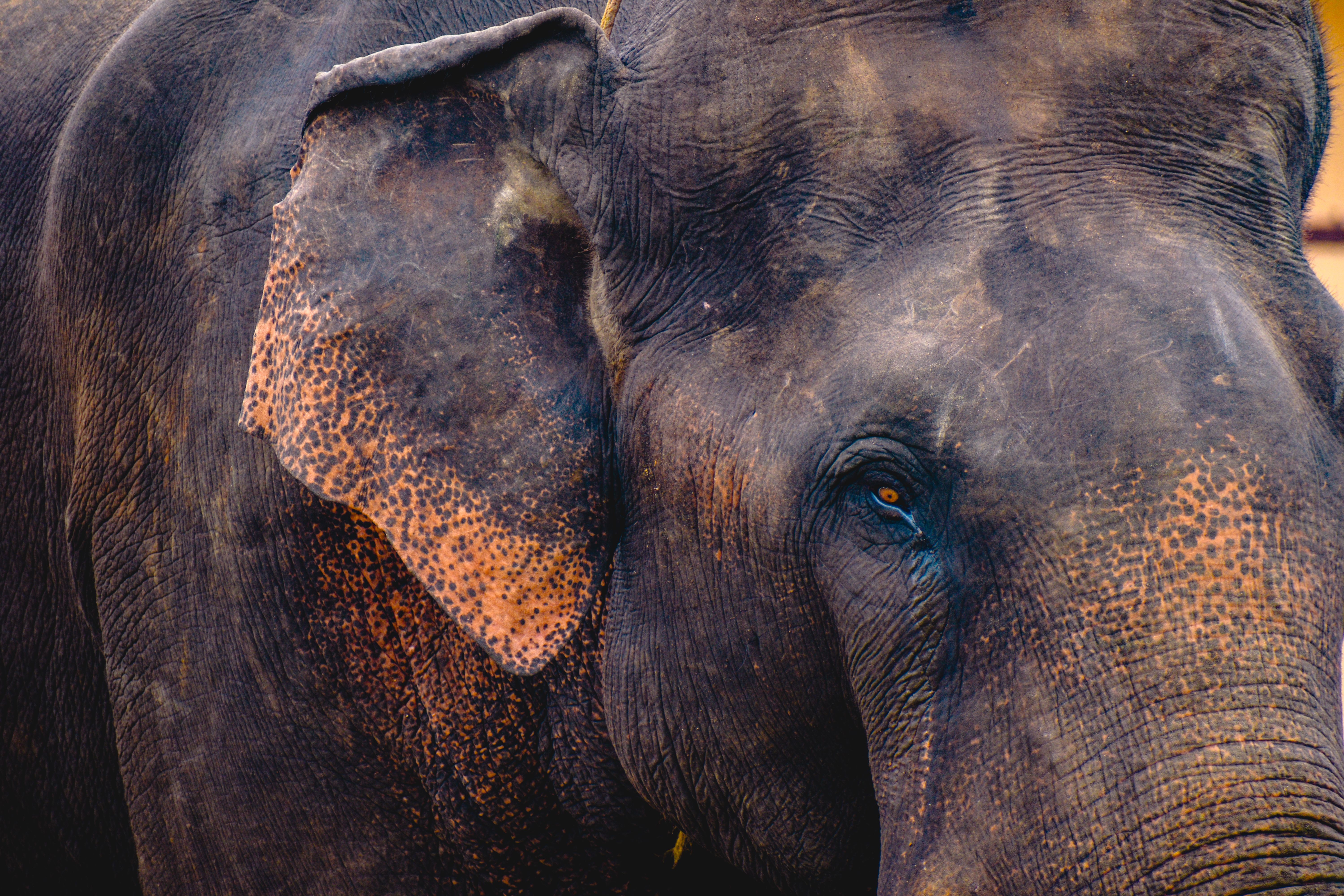 Unlock Unprecedented Shots: 2026's AI Revolution in Wildlife Photography – Your Ultimate Gear & Software Buying Guide!