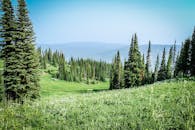 湛蓝的天空下，松树与充满活力的高山草甸，构成了一幅完美的夏日风光