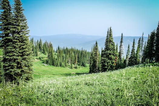 湛蓝的天空下，松树与充满活力的高山草甸，构成了一幅完美的夏日风光