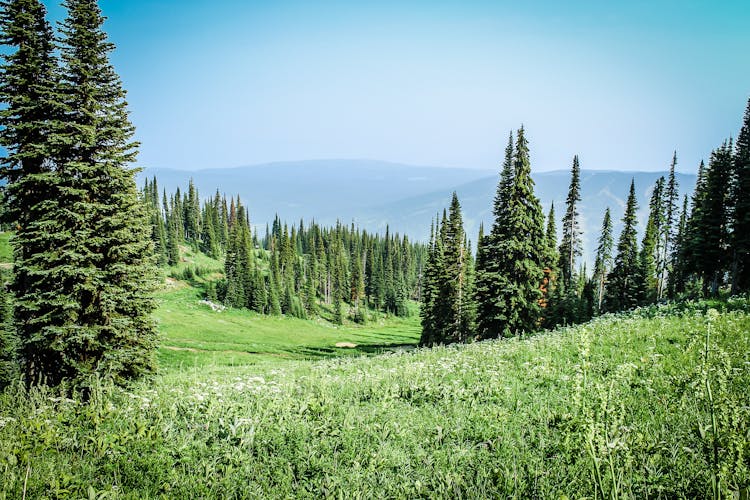 Green Grass Field