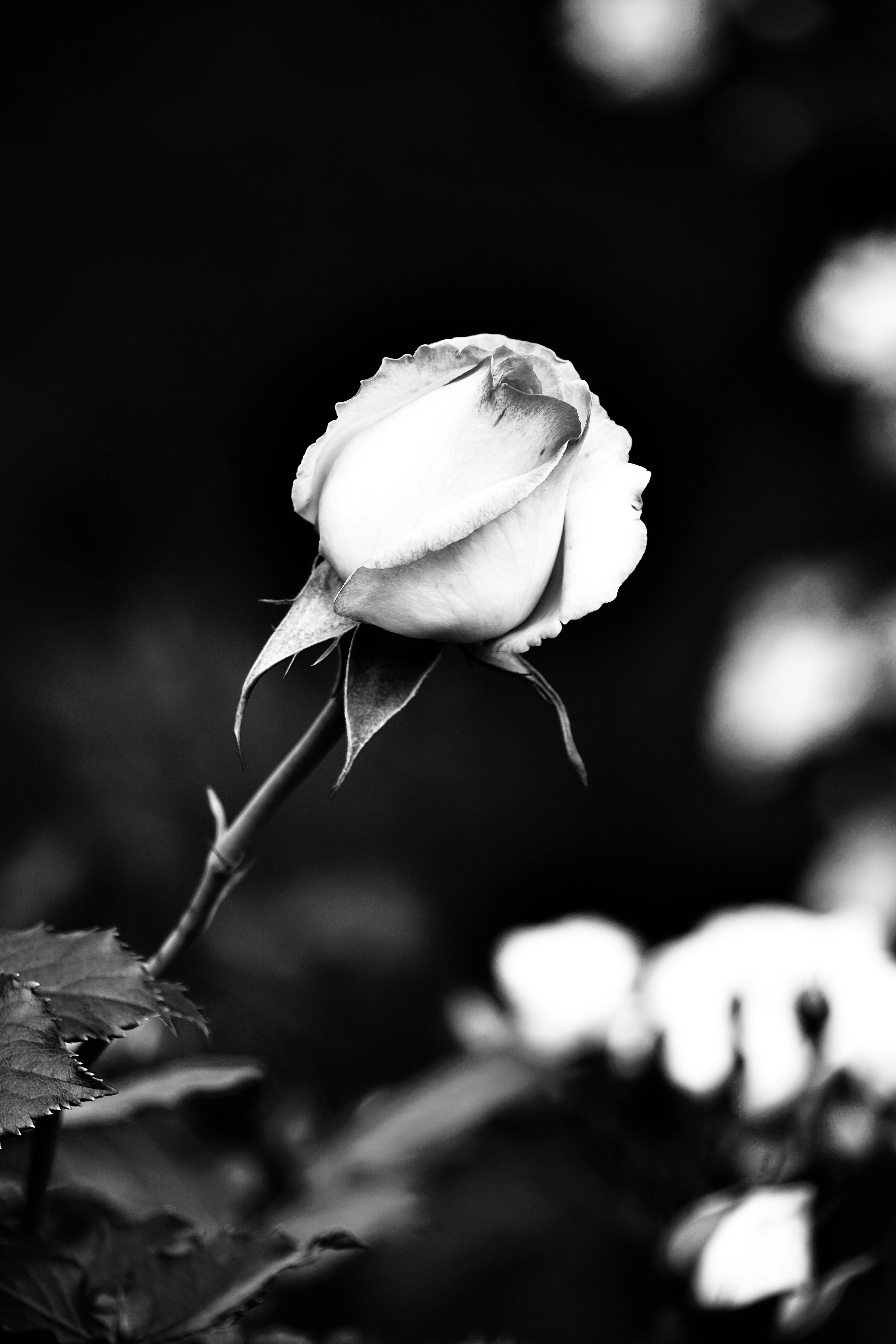 White Rose Flowers On Shrub Free Stock Photo white-rose-flowers-on-shrub-free-stock-photo