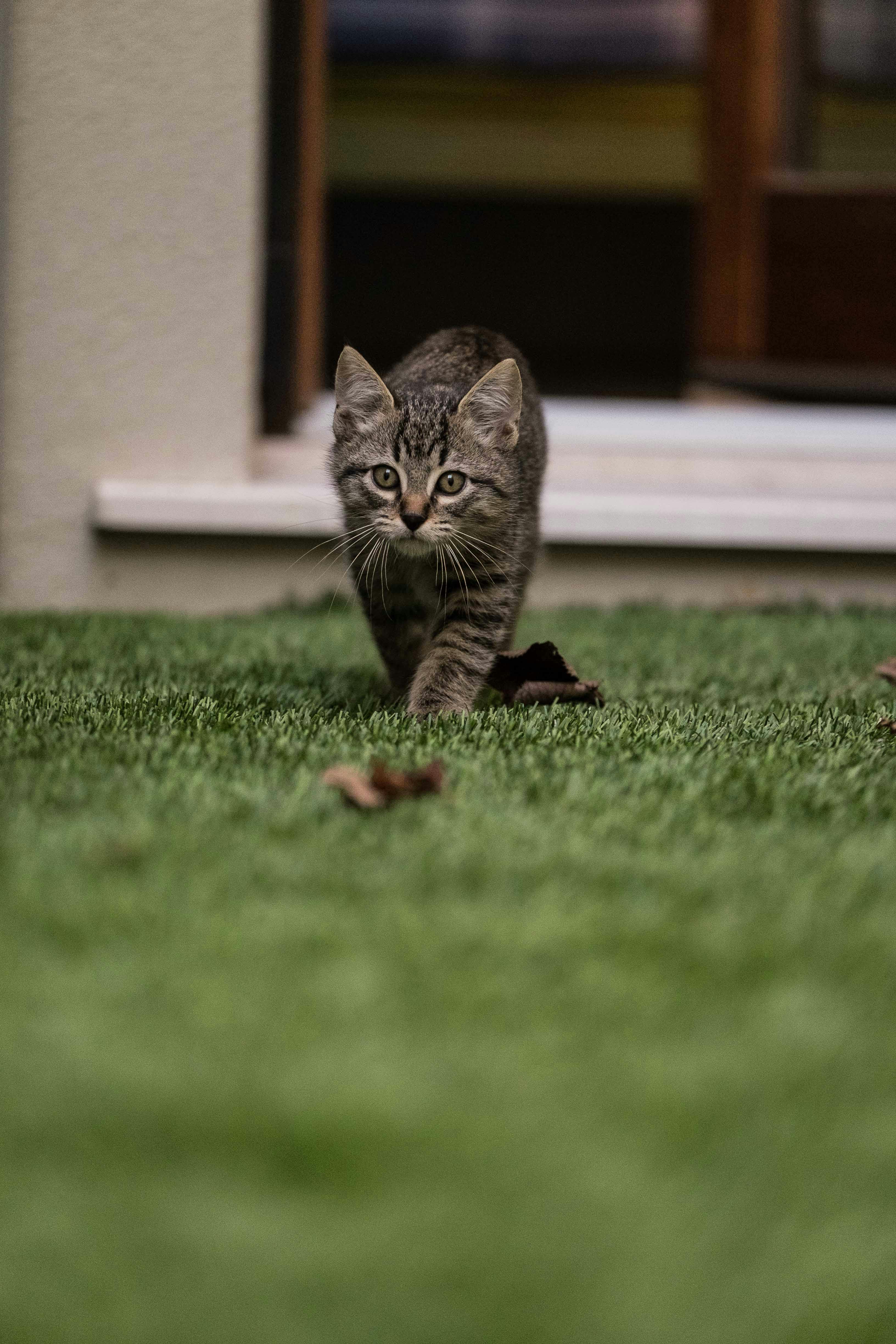 Cat Rip Photos, Download The BEST Free Cat Rip Stock Photos & HD Images