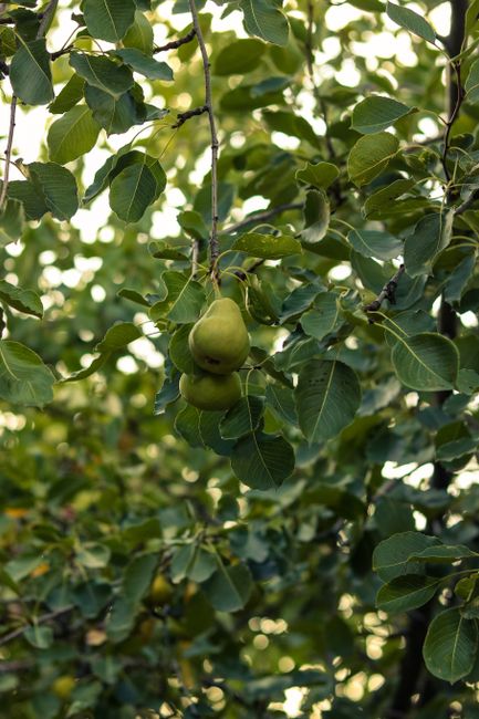 Ripe pears hang on a lush tree branch in an outdoor garden setting, showcasing vibrant green foliage.