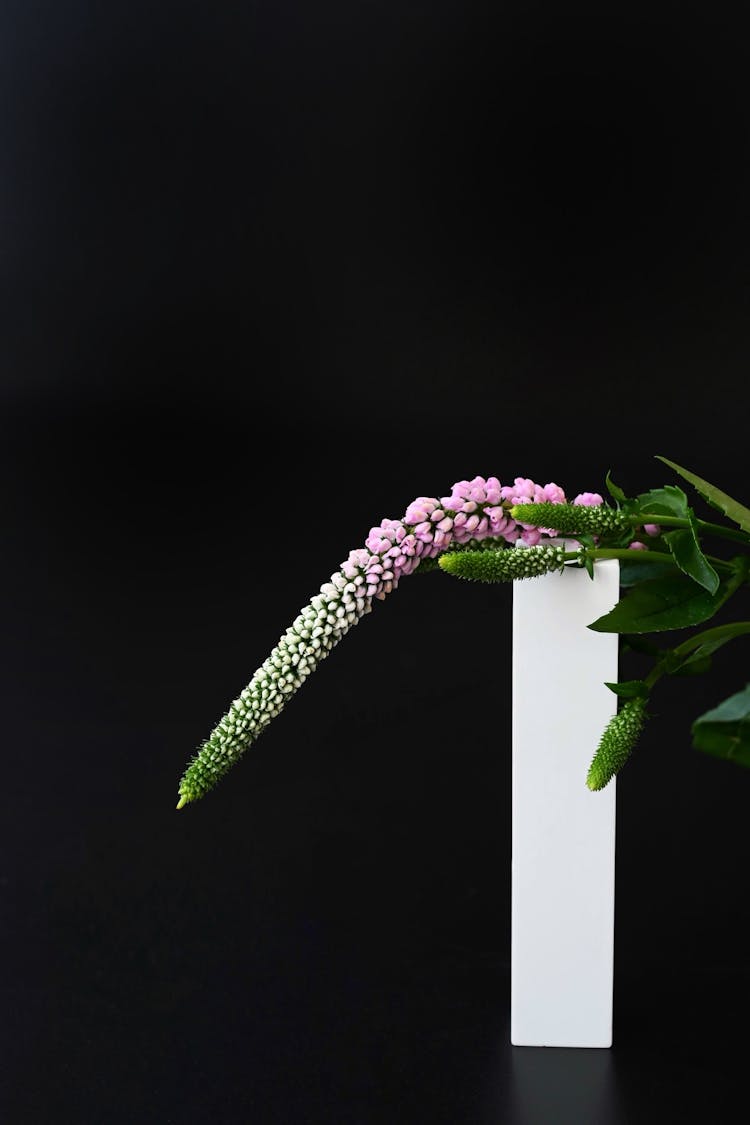 Lavender Flower In A Studio