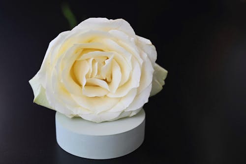 Close-up of a White Rose 