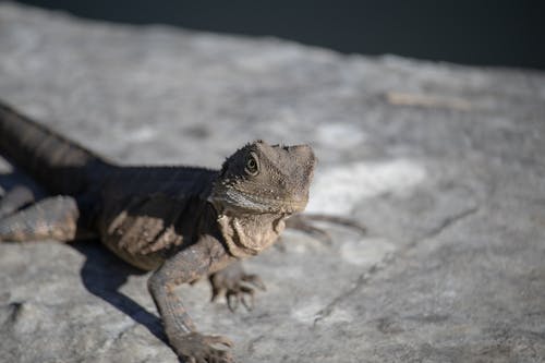 Exotic Lizard in Close Up