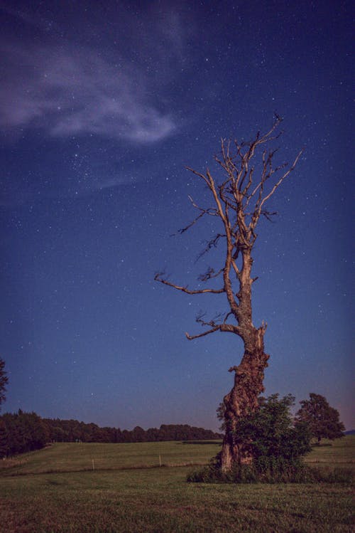 Withered, Single Tree in Countryside in Evening