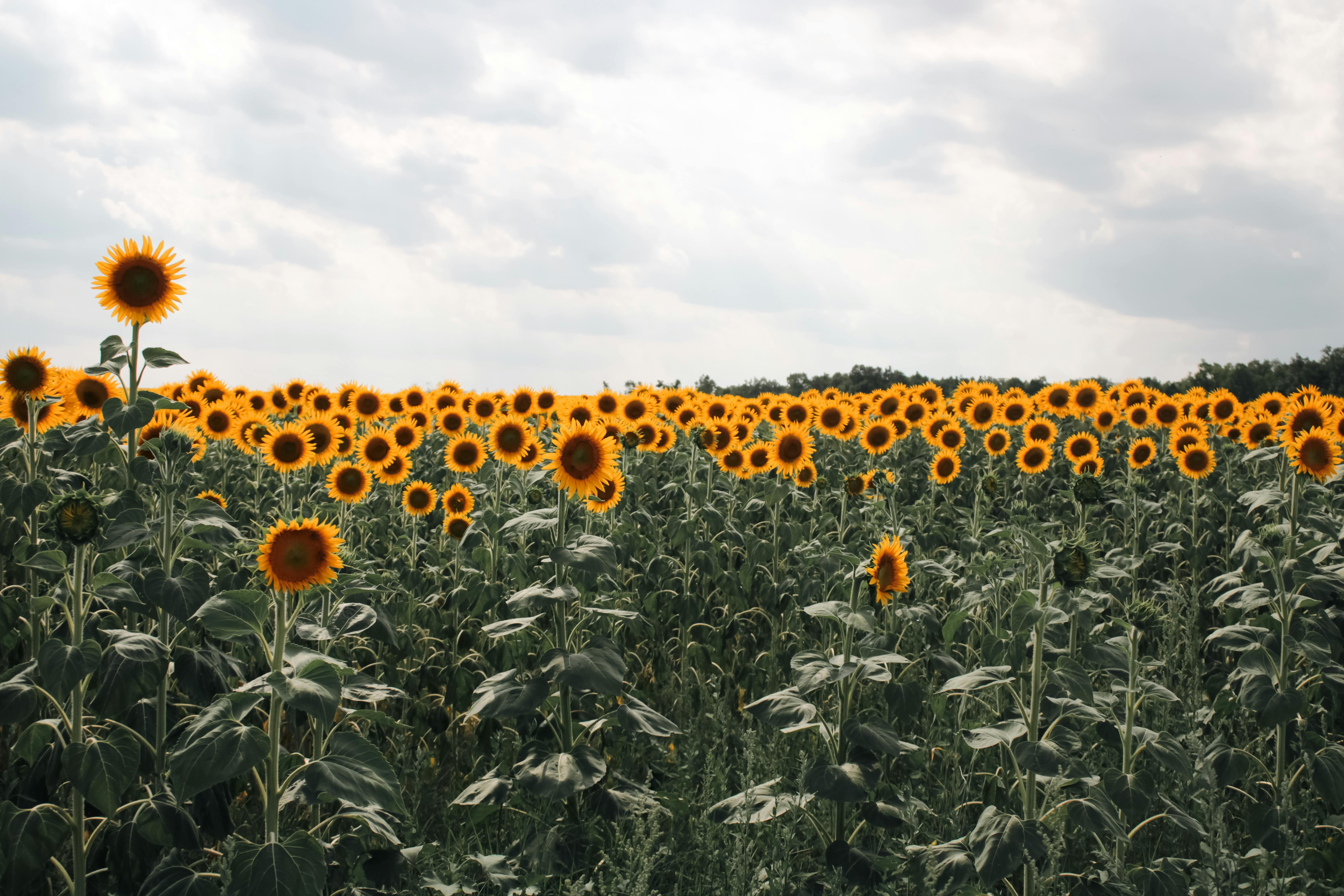 Sunflower in Summer · Free Stock Photo