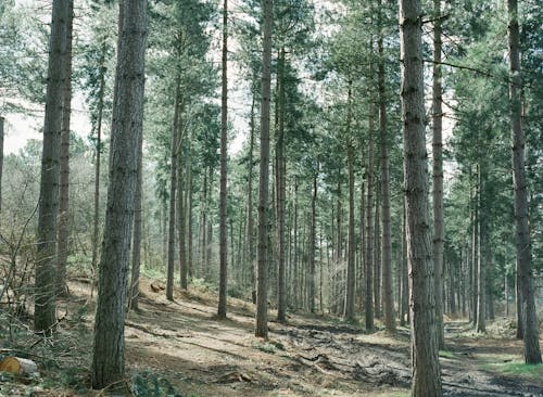 常緑樹, 木, 木材の無料の写真素材