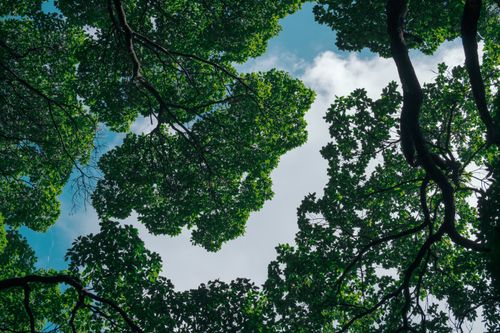 Free A vivid view of lush green tree leaves forming a canopy under a bright blue sky. Stock Photo