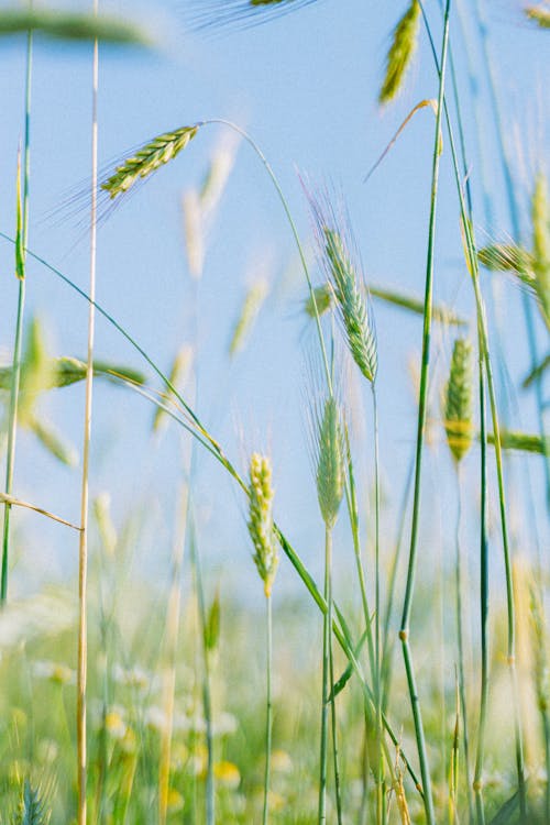 Thin Grasses on Grassland