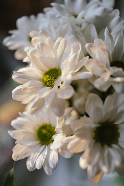 Бесплатное стоковое фото с flower, flowers, white flowers