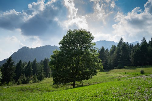 Foto profissional grátis de árvores, campina, campo